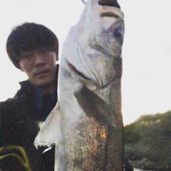 秋田港シーバスゲーム