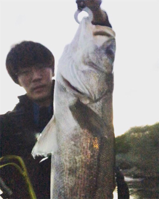 秋田港シーバスゲーム