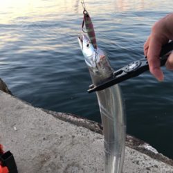 今週もタチウオ調査