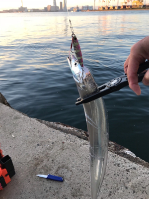 今週もタチウオ調査