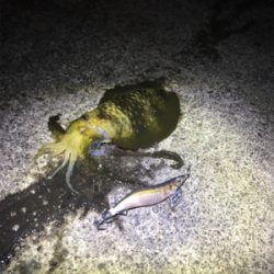 春の様なコンディション