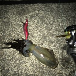 ナイトエギング