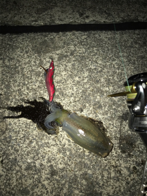 ナイトエギング