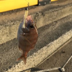 島でのライトゲーム