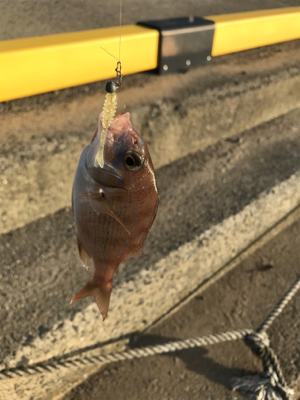 島でのライトゲーム