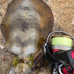 しまなみエギング ドリフト練習