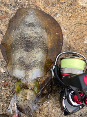 しまなみエギング ドリフト練習