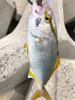 エギングのつもりのが…