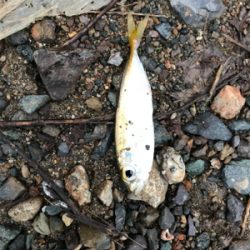 アオリイカを求めて②