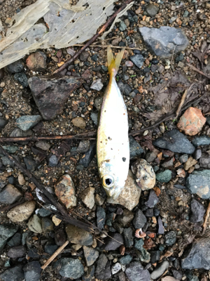 アオリイカを求めて②