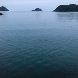 アオリイカ釣果