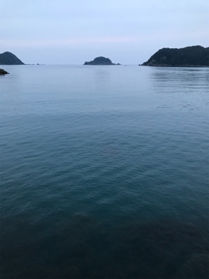 アオリイカ釣果