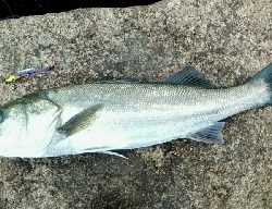 水道で出ました。