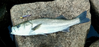 水道で出ました。