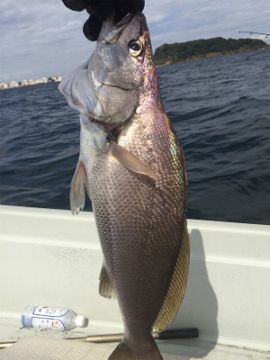 レンタルボートてイシモチ2匹