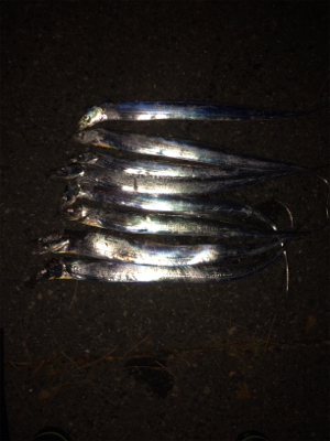 タチウオワインド