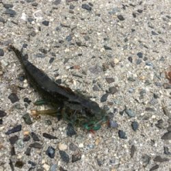 ヒラメ釣れたー