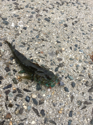 ヒラメ釣れたー