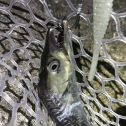 取れないアタリ多い。