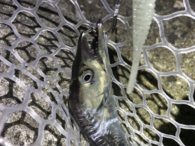 取れないアタリ多い。