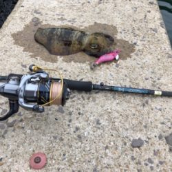 秋イカを求めて