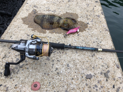 秋イカを求めて