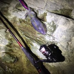 久しぶりのイカ