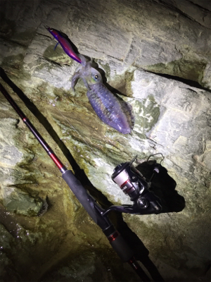 久しぶりのイカ