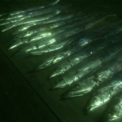 もっと刺身を食べさせてあげたくて