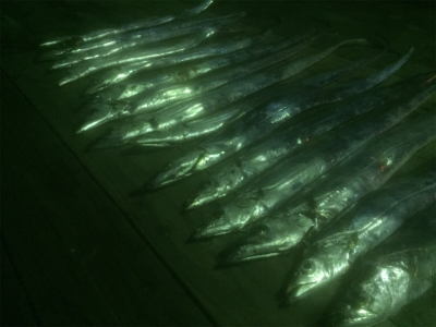 もっと刺身を食べさせてあげたくて