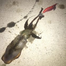 朝まずめアオリイカゲーム☆GUNNING-STYLE