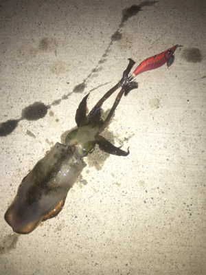 朝まずめアオリイカゲーム☆GUNNING-…