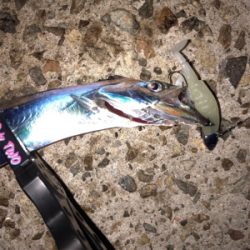 今年初のエギング&ワインド