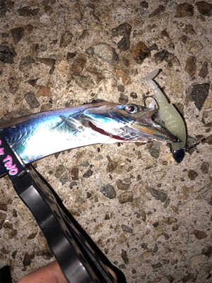 今年初のエギング&ワインド