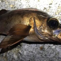 今年ようやくお目見え！