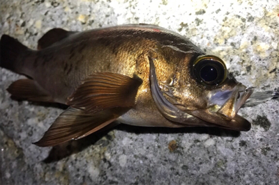 今年ようやくお目見え！