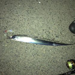 タチウオ渋ちん