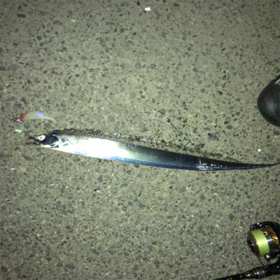 タチウオ渋ちん