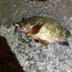 ナイトアジング目指すは尺あじ