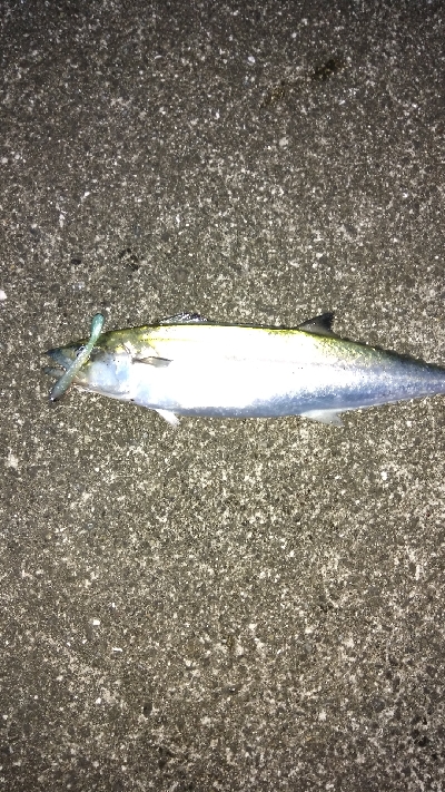 三連休はサゴシ、サバでした