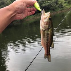 バス釣り