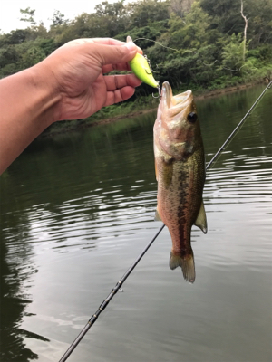 バス釣り
