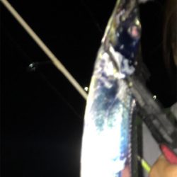 アジングのはずが五目釣り！