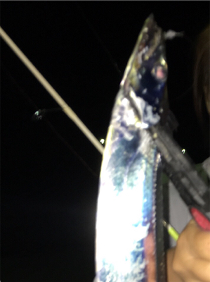 アジングのはずが五目釣り！