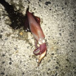 アオリとケンサキ