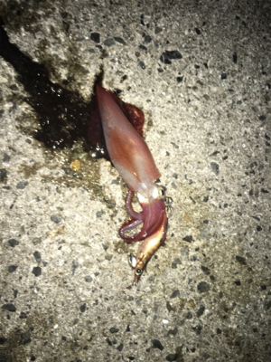 アオリとケンサキ