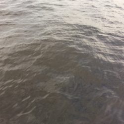 アジにガシラ、ヒイラギも