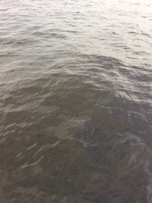 アジにガシラ、ヒイラギも