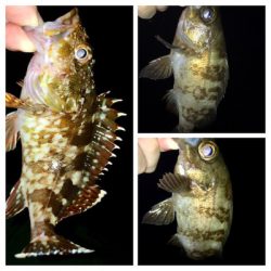 十五夜アジング