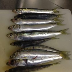 仕事終わりに息子とサビキ